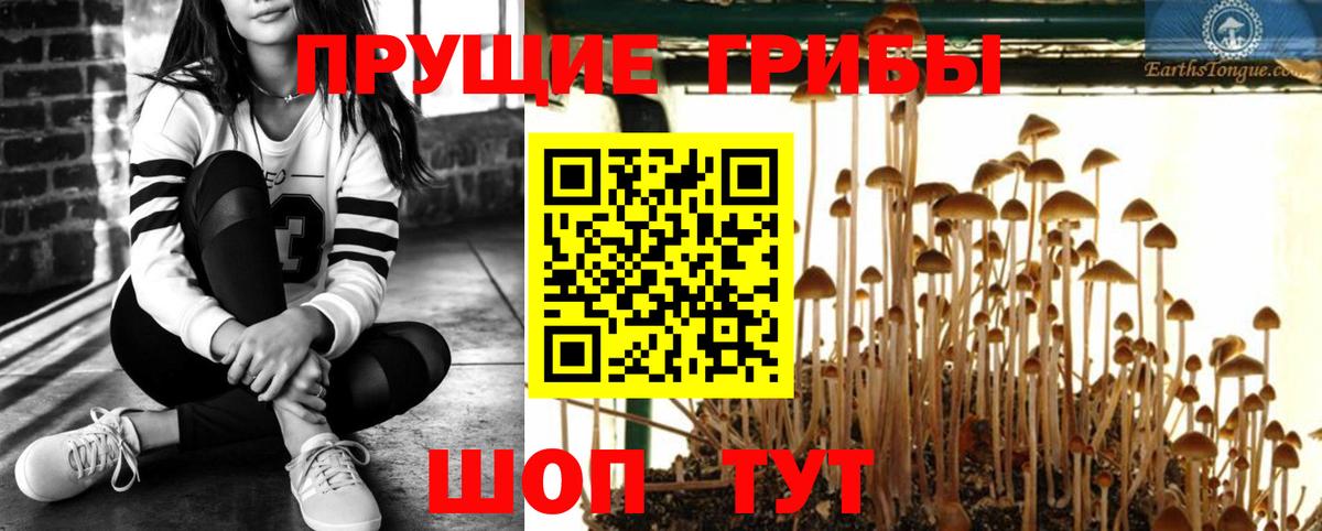 Галлюциногенные грибы Cubensis  Вход с VPN  Унеча  Псилоцибиновые грибы GOLDEN TEACHER 